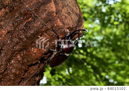 樹液を吸うカブトムシ 68015102