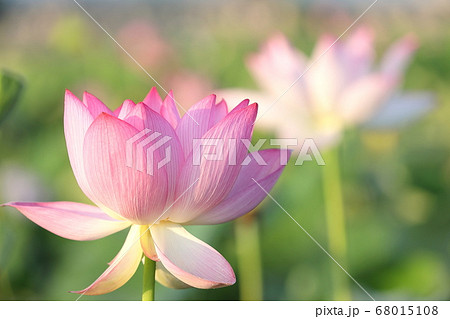 日本の蓮 68015108