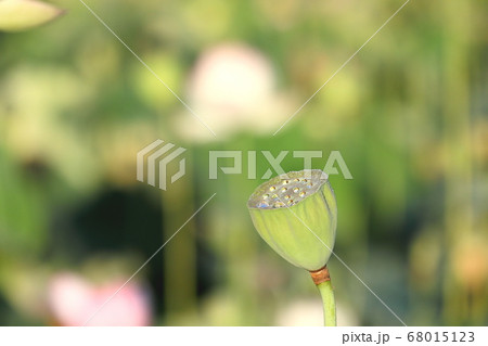 日本の蓮の花托の写真素材