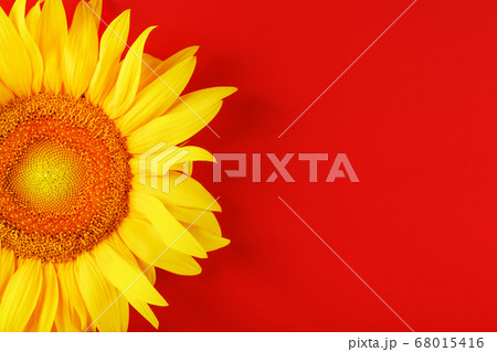 Yellow sunflower flower on a red background top 68015416