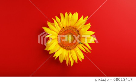 Yellow sunflower flower on a red background top 68015417