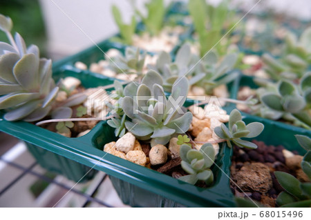 多肉植物の子持ち蓮華の写真素材