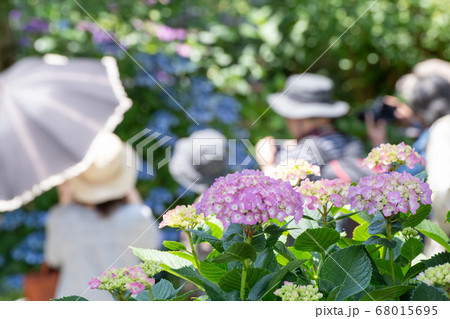 三景園のアジサイの花 三景園のアジサイの花 68015695