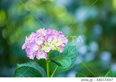 三景園のアジサイの花 68015697