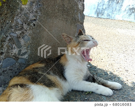 日本福岡県相島の大きなあくびをする猫の写真素材
