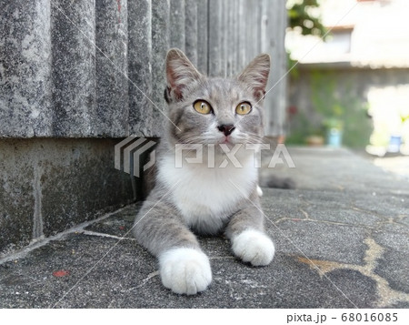 日本福岡県相島のグレー白の猫の写真素材