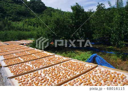梅の天日干し 和歌山県田辺市上三栖 梅の天日干し 和歌山県田辺市上三栖 68016115