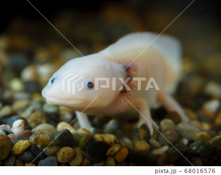 ウーパールーパー ウーパールーパー 68016576