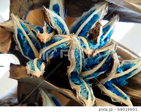 タビビトノキ 68016601