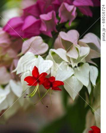 ゲンペイカズラ ゲンペイカズラ 68016724