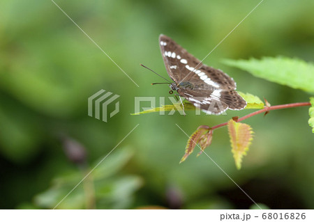 アサマイチモンジ 68016826