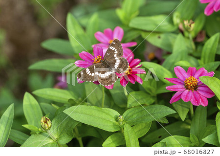 アサマイチモンジ 68016827