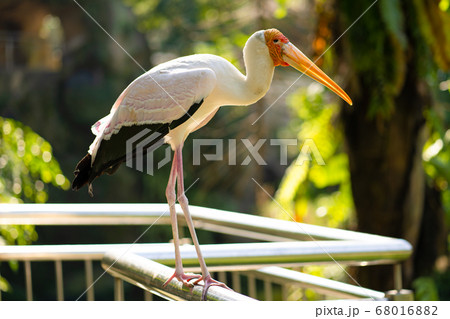 Portrait of milk stork on a fence Portrait of milk stork on a fence 68016882