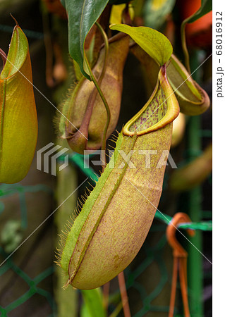 Close up Nepenthes plant in the Cloud Forest Close up Nepenthes plant in the Cloud Forest 68016912