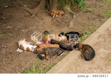 A flock of street puppies sleep on the ground in A flock of street puppies sleep on the ground in 68016917