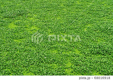 Lake covered with green plants, duckweed close up 68016918