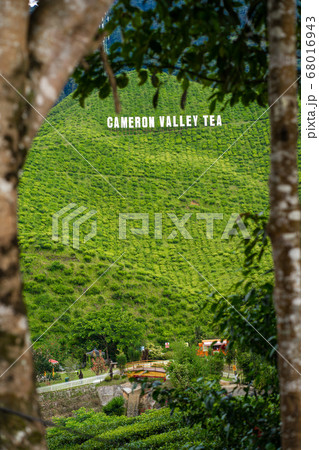 Tea plantations Cameron Valley. Green hills in the 68016943