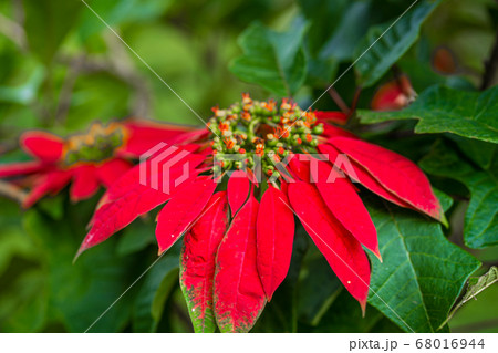 Euphorbia is a beautiful poinsettia green plant Euphorbia is a beautiful poinsettia green plant 68016944