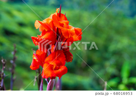 Blooming canna indica flower. Beautiful photograph 68016953