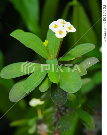 ハナキリン ハナキリン 68017002