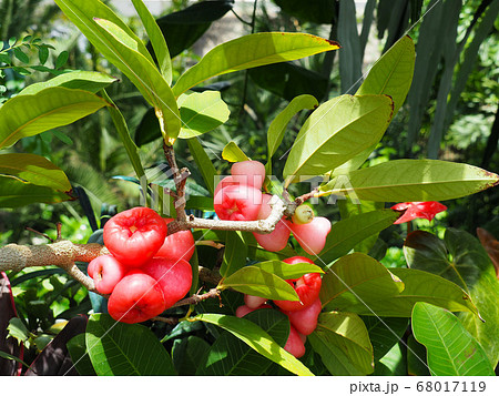 ジャワフトモモ 68017119