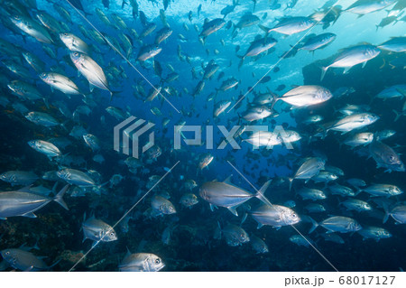 A massive school of Bigeye trevally A massive school of Bigeye trevally 68017127