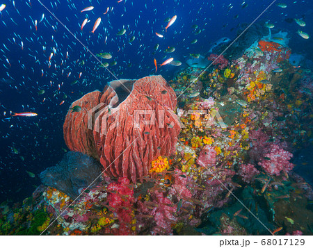 Huge barrel sponge on coral bommie 68017129
