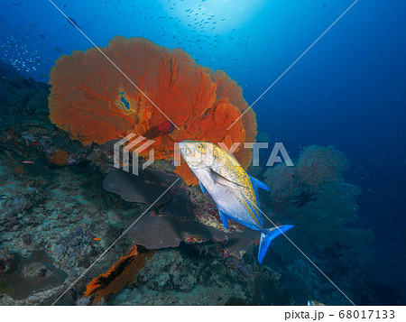 Bluefin trevally and huge gorgonian fans Bluefin trevally and huge gorgonian fans 68017133