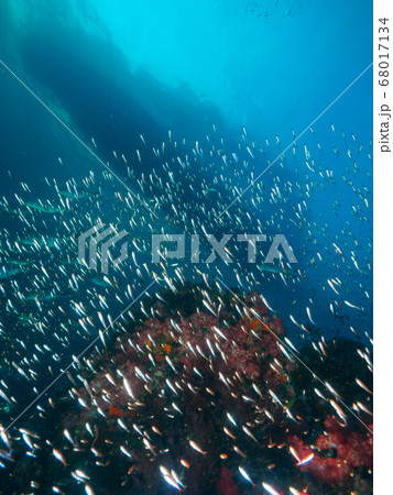 Silhouette of the boat and school of glassfish 68017134