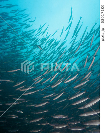 A school of Chevron barracuda 68017136