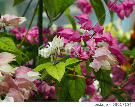 ゲンペイカズラ 68017154