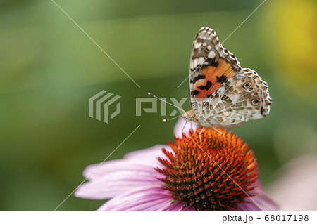 ヒメアカタテハ 68017198