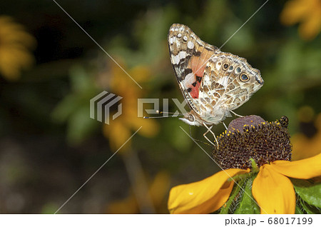 ヒメアカタテハ 68017199