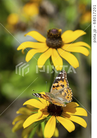 ヒメアカタテハ 68017201