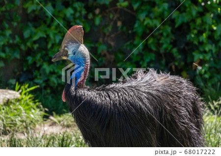 adult cassowary, southern cassowary, walking and looking around adult cassowary, southern cassowary, walking and looking around 68017222