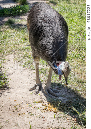 adult cassowary, southern cassowary, walking and looking around adult cassowary, southern cassowary, walking and looking around 68017223