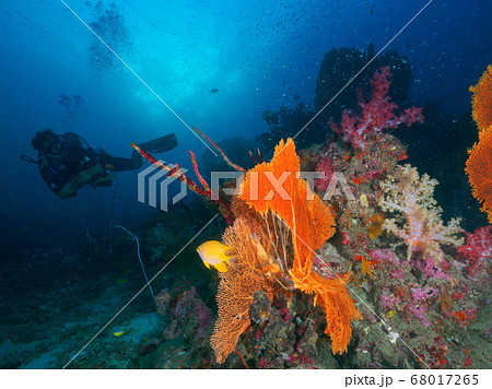 Sea fan, soft corals and diver Sea fan, soft corals and diver 68017265