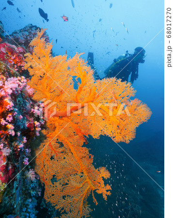 Sea fan, soft corals and diver 68017270