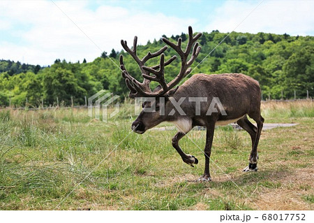 トナカイ（北海道幌延町・トナカイ牧場） 68017752