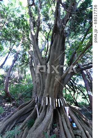 【高槻市】阿武山の御神木 68017756