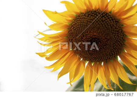 美しい向日葵の花びらの写真素材 美しい向日葵の花びらの写真素材