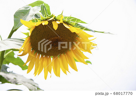 下向きのひまわりの写真素材 下向きのひまわりの写真素材