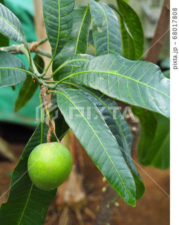 マンゴー マンゴー 68017808