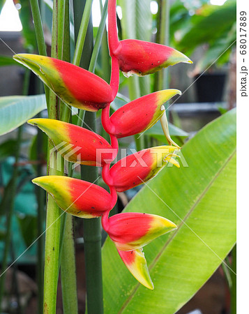 ヘリコニア・ロストラーダ 68017889