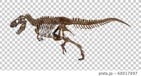 肉食恐竜の骨格図 ティラノサウルス 全身骨格側面から描いたイラスト マニアックだが人気が高い作品 のイラスト素材
