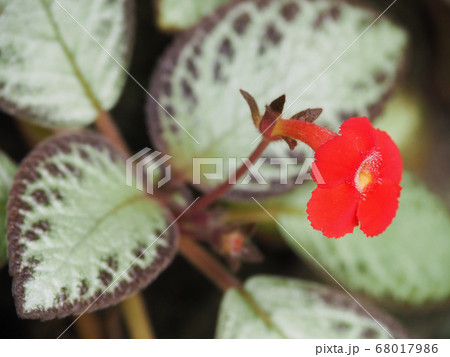 エピスキア 68017986