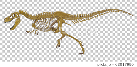 肉食肉食恐竜アルバートサウルスの全身骨格図 側面から描いたもの 白亜紀後期のティラノサウルスの仲間 のイラスト素材