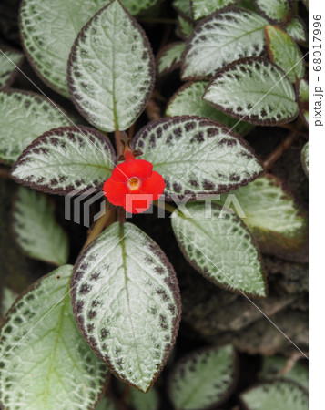 エピスキア 68017996