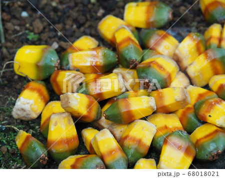 ビヨウタコノキの種 ビヨウタコノキの種 68018021