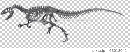 肉食恐竜アロサウルスの全身骨格図 側面から描いたものジュラ紀の代表的な獣脚類 のイラスト素材